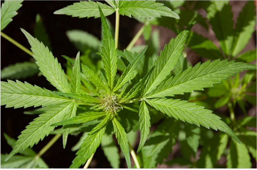 cbd plant leaf